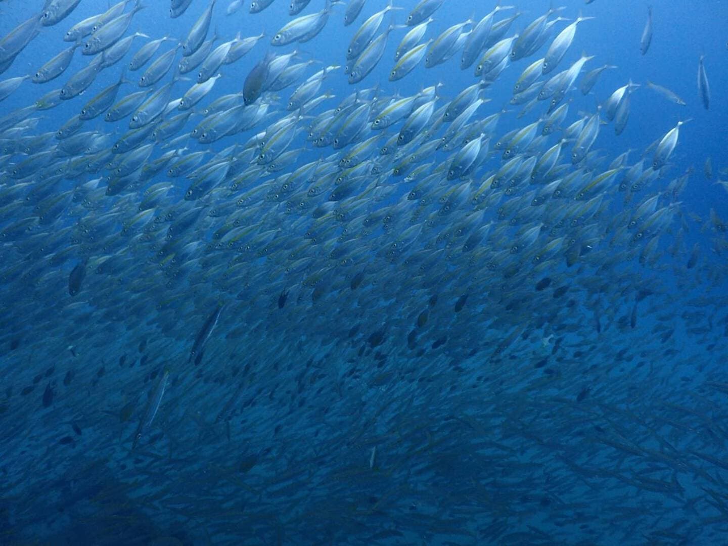 ブルネイダイビング魚群